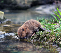 sixpenceee:A thirsty little baby beaver! (Source)