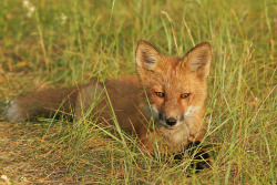 llbwwb:   Young Red Fox. (by AlaskaFreezeFrame) 