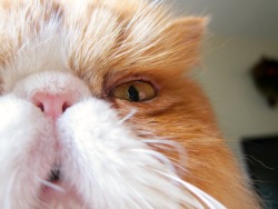 derpycats:  oh Hi! spoonfacekillah.tumblr.com