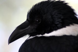 fairy-wren:  pied crow (photo by FuzzyXT)