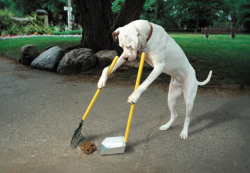 tibets:  here is a dog cleaning up its own poop 