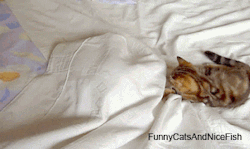 funnycatsandnicefish:  made of my video Kitten vs. Scary Ghost