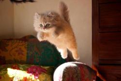 cute-overload:  A cute flying cathttp://cute-overload.tumblr.com