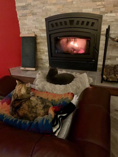 kittygallore:Just a pair of spoiled cats