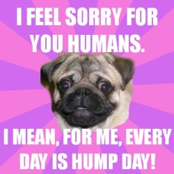 olmatuck:  Shameless Pug. Daily Feature  Have a mid morning hump