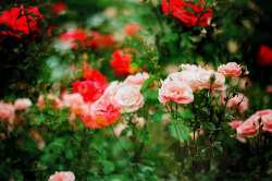 floralls:    roses by   Catfordst32   