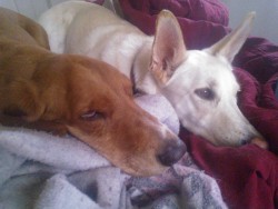 They were fast asleep til Nick brought snacks lol. Their begging