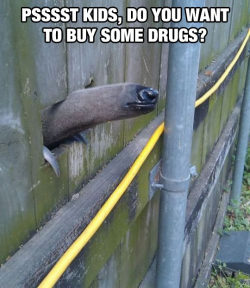 srsfunny:  Anteaters Are Ruining The Neighborhoodhttp://srsfunny.tumblr.com/