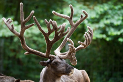 onlyreindeers:  by Cloudtail 