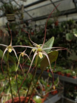 orchid-a-day:  Dendrobium tipula Syn.: Diplocaulobium tipula