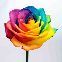 harryshum-junior:harryshumjr: Happy Pride to my LGBTQ 🏳️‍🌈