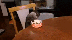 iraffiruse:  Otter sitting at the dinner table eating kibble