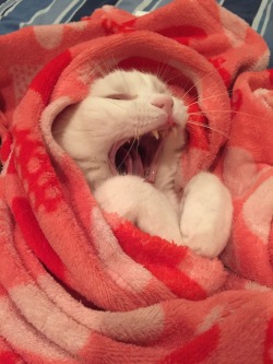 pinkandinked: Sleepy kitty 