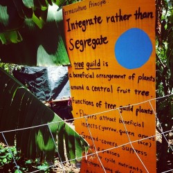 manakahandmade:  #permaculture