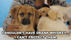 buzzfeed:  buzzfeedvideo:  Feels alert! Drunk girls LOVE puppies! 