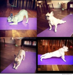 animal-factbook:  Dogs attempt to perform yoga to the same level