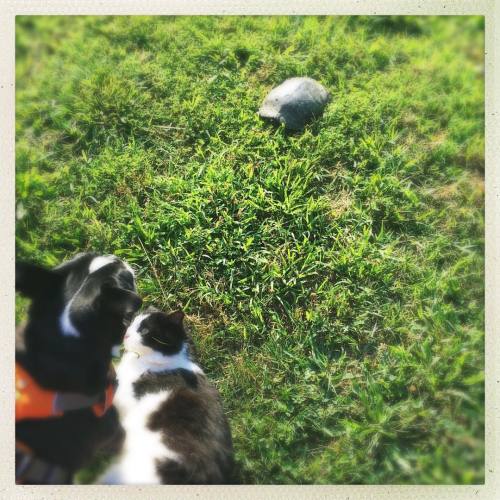 <p>The boys and I made a new friend today. Or at least I think we’re friends. He was pretty quiet and seemed reluctant to join us for our morning constitutional but I feel confident that we’ll all hang out again sometime. #turtlesunday #newfriends #sirwinstoncup #bostonsofinstagram #bostonterrier #flatnosedogsociety #busterkeaton #bkeats #blackandwhitecat  (at Fiddlestar)</p>