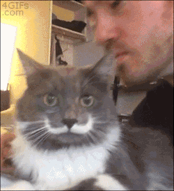 4gifs:  Mustachioed cat does not want your kisses. [video]