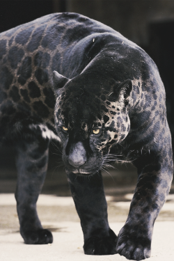 checkouttheworld:  Panther 