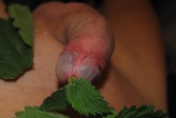 dicksubslut: gymboas:  My nettle stuffing. More fun pictures