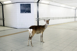  encounter with a lost deer in an underground passageway , Nara