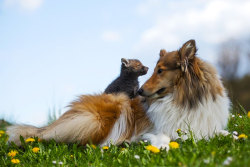 sistahmamaqueen:  awesome-picz:    Dog Adopts A Baby Fox After