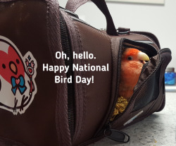 becausebirds:  Happy National Bird Day!