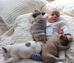 trendingly:  A Baby Falling Asleep With French Bulldogs…Need