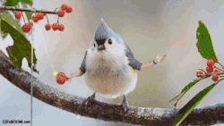 just-for-grins:  Birds With Arms Gifs 