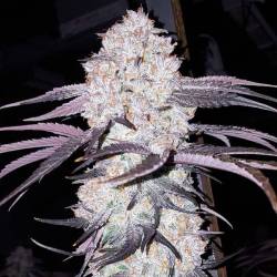 weedporndaily:  (via)