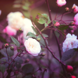 landscape-photo-graphy: Floral Photography Inspired by Claude