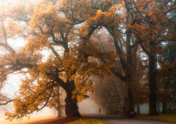 ponderation:  Misty Paths by   Heiko Gerlicher  