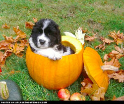aplacetolovedogs:  Sweet, cute puppy sitting in a pumpkin, all