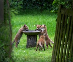 pagewoman:    Fox cubs at the bird bath, Surrey, England by Hazel