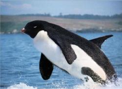 phroyd:  Killer Penguin-Whale Phroyd  HOW AWESOME WOULD THIS