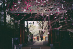 heartisbreaking:  spring has come closer by shunmasaki on Flickr.
