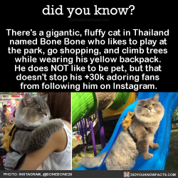 did-you-know:  There’s a gigantic, fluffy cat in Thailand named