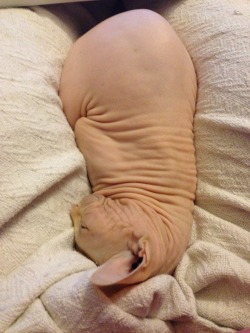 brilliant-smallfish:  wethatkindoforc:  So my cat is sleeping