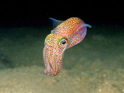 sharkhugger:  end0skeletal: Bobtail Squid (x) I know, I know,