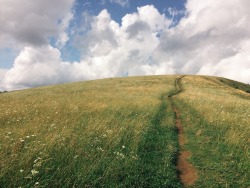 samuelmrtn: The trail up to the summit was covered in wild blackberries