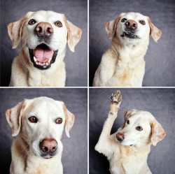 cute-overload:  Dog in a photo boothhttp://cute-overload.tumblr.com