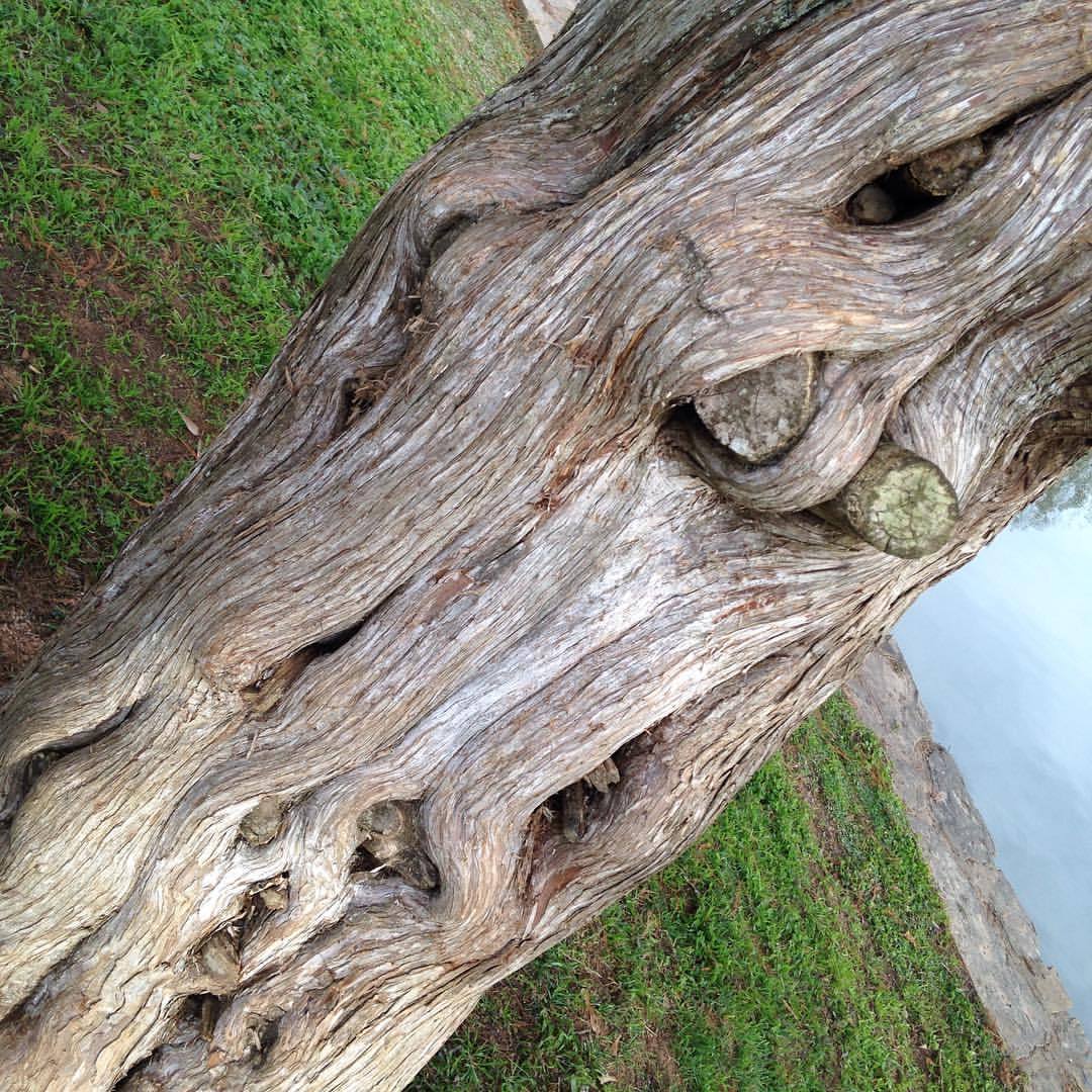 <p>I am consistently fascinated by this tree. #clt</p>