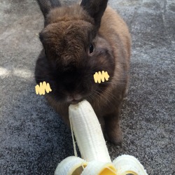 katelynsgnarlyblog: Pro tip! Give your bunny a banana 🍌🐰!