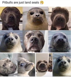babyanimalgifs:  Or seals are just water pups 🤔? Discuss.