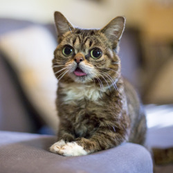 bublog:  And just like that, BUB comes up with a brand new face.