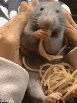 gifak-net:  video:   Cute Rat Nibbles on Spaghetti While Sitting