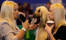 The greatest photo ever taken at a Dog Show?