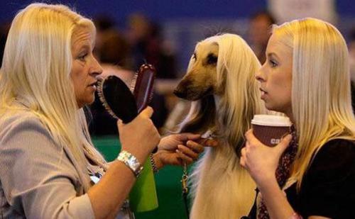 The greatest photo ever taken at a Dog Show?