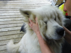 hektious:  Big fluffy snuggly friend 