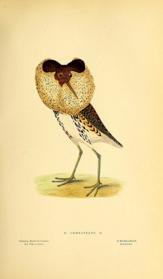 wapiti3:  (Ruff) Ornithology : natural history, manners, habits